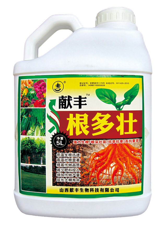 根多壮
